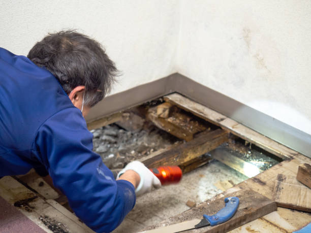 Mold Removal Process in Sunnyside, GA
