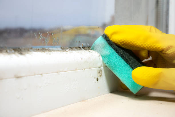 Home Mold Removal in Sunnyside, GA
