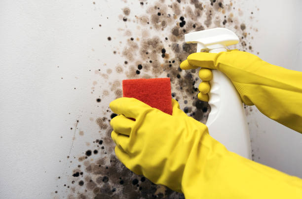 Best Office Mold Removal Services  in Sunnyside, GA