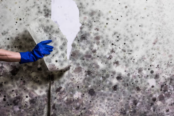 Reliable Sunnyside, GA Mold Removal Solutions
