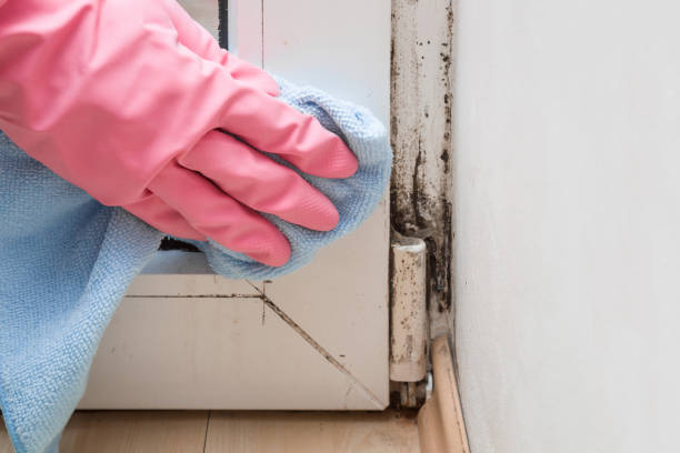 Best Toxic Mold Removal  in Sunnyside, GA